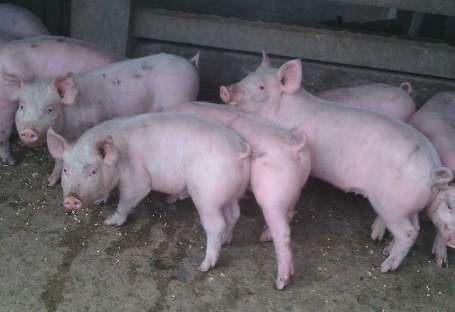 食品安全检测仪迎来春天，进口猪肉被检测出兽药残留