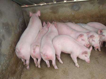 农业农村部关于加强动物疫病风险评估做好跨省调运种猪产地检疫有关工作的通知