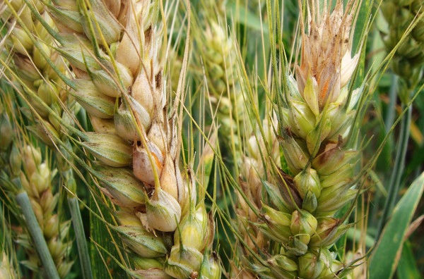 小麦赤霉病如何防治