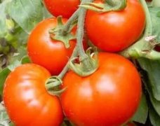 西红柿养殖户引进全自动农药残留检测仪