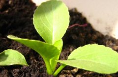 家庭配备农药残留速测仪为何成为趋势？