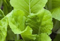 传统农残检测与农残仪检测有何区别？