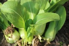 山东云唐农残快速检测仪有哪些优势？