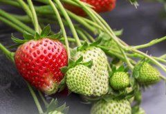 农药残留含量多少才算农药残留超标？