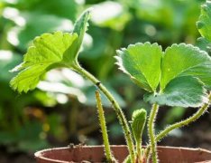 农贸市场配备食品安全检测仪有何必要性？