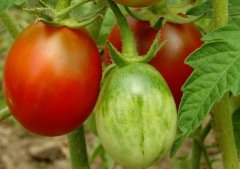 为什么建议超市配备农残快速检测仪？