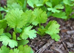 如何使用农药残留速测仪避免农残超标问题？